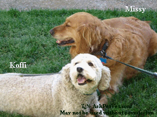 � AskPetVet.com This photo may not be used without permission